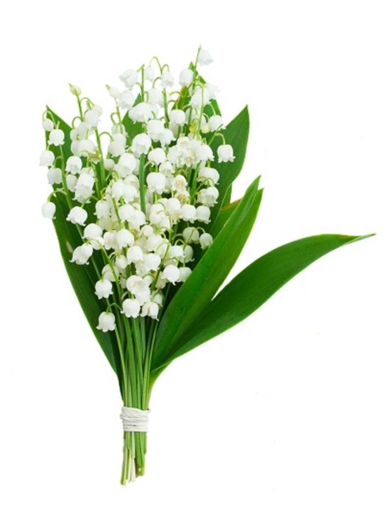 flowers  / lacecap flowers 