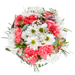 Evoking joyful renewal and East London charm, this expertly arranged Old Ford bouquet bursts with cheerful white daisies, their golden-centered faces surrounded by clouds of coral-pink carnations. Each carnation's ruffled edge adds depth and a subtle, fluttering movement to the compact design. Soft sprays of gypsophila drift like tiny white stars, amplifying the arrangement's gentle brightness and airy grace, while discreet alstroemeria buds with blush and mauve tones hint at future blossoms yet to unfurl. Eucalyptus leaves and rich greenery provide a calming backdrop, balancing the vivacious floral hues and framing the round composition-a subtle homage to the verdant parks and leafy streets of Old Ford. Designed for gift-giving or adding fresh beauty to a Riverside flat, this bouquet captures the optimism and warmth that define the area. The harmonious blend of colour and texture, coupled with natural freshness, stands as a testament to local florist craftsmanship-bringing a sense of peaceful celebration and daily delight to those in and around Old Ford.