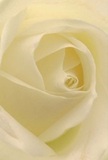 This image offers an intimate glimpse into the core of a delicately spiraled cream rose, as if you're nestled within its petals yourself. The bloom's soft, matte finish and unfurling layers reflect the gentle hues of Old Ford's quiet mornings, while subtle golden undertones glow against the ivory. Each fold, touched by the light that filters through local windows, casts a tranquil network of shadows, creating depth and quiet drama. The mood is one of peace-the calm that comes before a memorable occasion or in the wake of a thoughtful gesture. It's a bloom chosen by Old Ford florists for its pure symbolism and versatility, ideal for expressing sympathy, genuine admiration, or marking new chapters. The skillful arrangement, familiar to those who frequent local shops from Wick Lane to St. Mark's Gate, underscores both artistry and emotional connection. The rose's subtle scent seems to linger, ephemeral yet unmistakable, echoing the feeling of a freshly prepared bouquet hand-delivered to your Old Ford home-a fitting mark of care and intention in every petal.